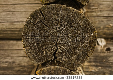 Wooden surface of a board. Old Tree Stump.
