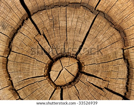 Cut an old oak