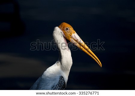 Pelicans  a genus of large water birds