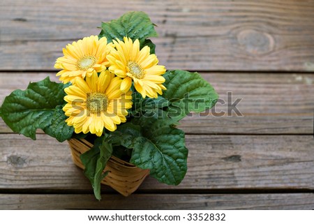 A wood woven basket with a yellow gerbera daisy sitting on wood deck.