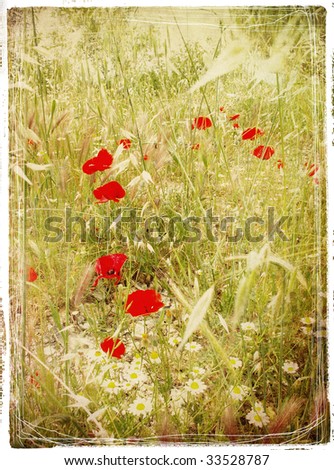 field of poppy flowers  - retro styled picture