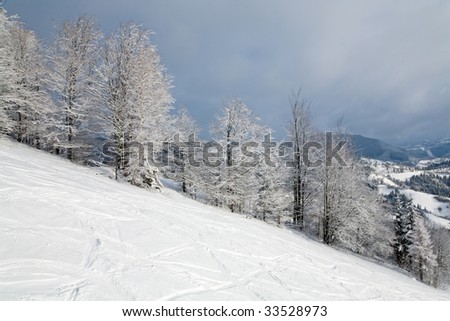 winter calm mountain landscape with rime and snow covered spruce trees and ski slope
