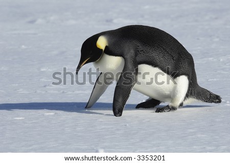 An emperor penguin seems to do some fitness excercise. Picture was taken near the tip of the Peninsula during a 3-month Antarctic research expedition.