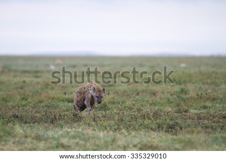 Lonely hyena walking in the african savannah