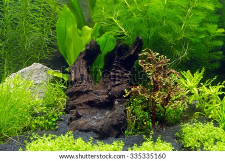 Underwater landscape, closeup of a planted fish tank without fishes