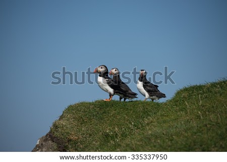 Puffins at the Faroe islands