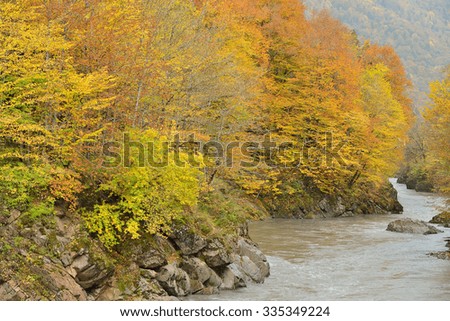 Autumn forest and mountain river