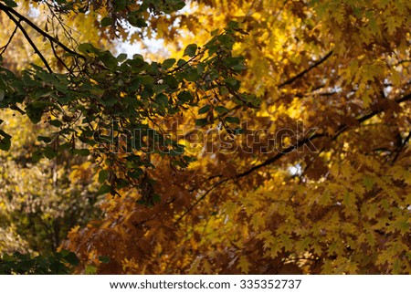 Beautiful colors of trees in autumn on a sunny day