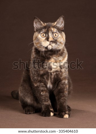 Beautiful British cat on a brown background