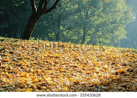 Colorful autumn leaves in beautiful fall park. Season wallpaper, postcard background