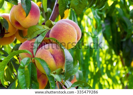 Fresh peach tree Royalty-Free Stock Photo #335479286