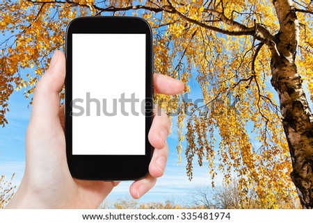 travel concept - hand holds smartphone with cut out screen and yellow birch in autumn on background