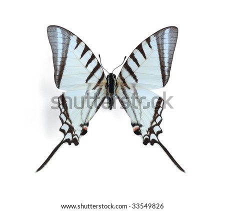 Eurytides agesilaus (Short-lined Kite-Swallowtail)