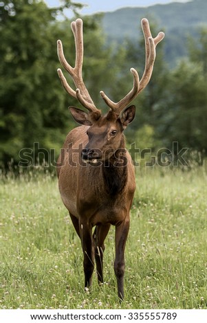 bull Elk