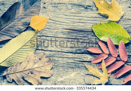 Autumn leaves on a wooden background/toned photo