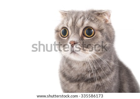 Portrait of a surprised cat breed Scottish Fold. Studio photography on a white background.
