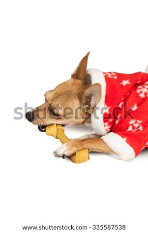 Cute festive dog in christmas jacket on white background