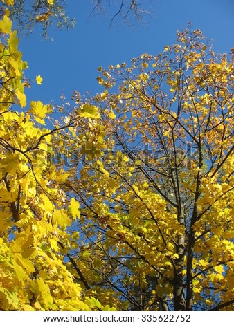 Blue sky and bright yellow trees
