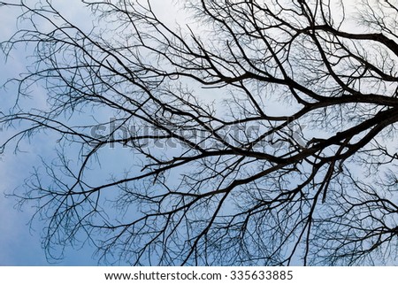 Beautiful Leafless tree on blue sky for background, look like roots