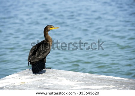 Cormorant  