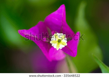 Shallow depth of field purple flower