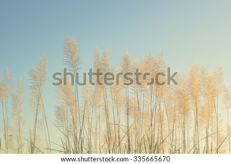 plants with blue sky - Vintage effect style pictures
