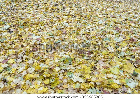 Autumn maple leaves lie in forest in blurred vignette 
