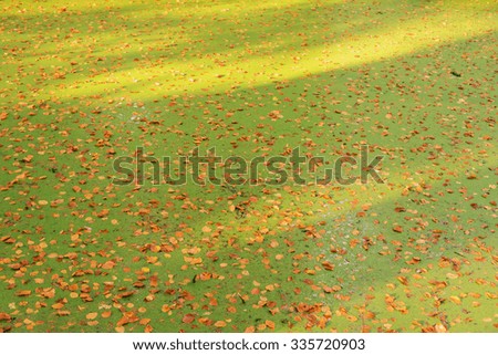 Duckweed ditch covered with autumn leaves.