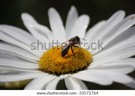 daisy with bee