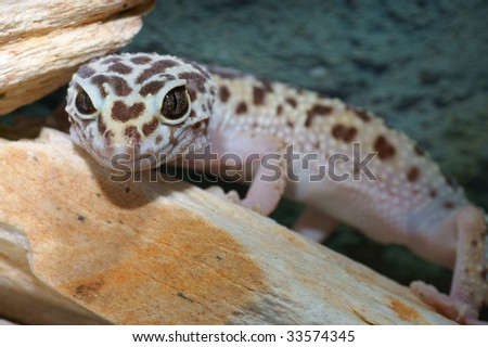leopard gecko, Eublepharis macularius. Tropical lizard