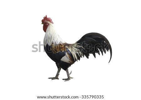 chicken bantam, Rooster isolated on white (Die cutting)