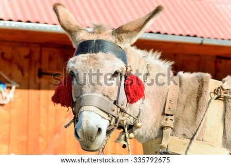 A donkey with red tassels waiting to be loaded with wood