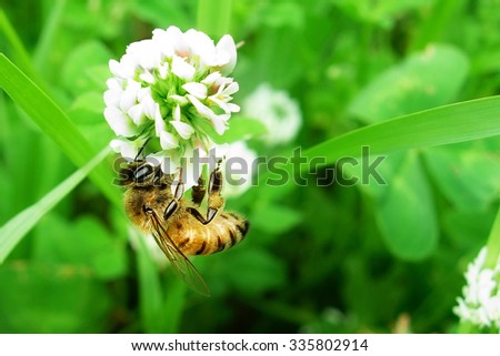 Closeup shot of bee at work on white clover flower collecting pollen