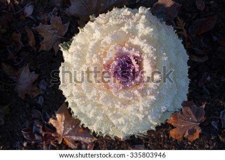 Decorative cabbage in hoarfrost
