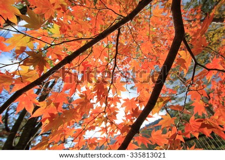 Colorful maple leaves in Oirase River,Towada City, Aomori, Japan.