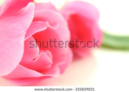 pink rose flower and petals in white background