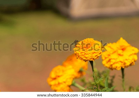 Marigold (Calendula officinalis)
