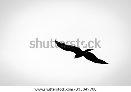 Silhouette of an Eagle Flying Above the Halong Bay