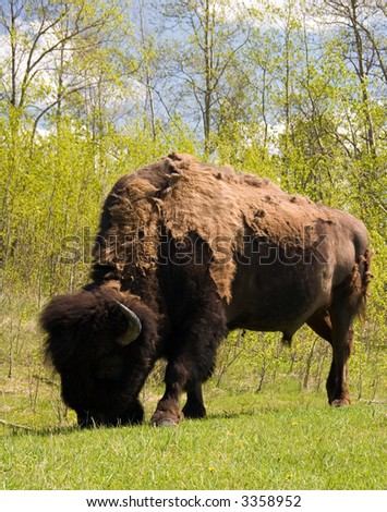 Shaggy buffalo
