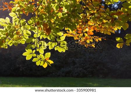 Yellow, orange and red autumn leaves on sunny day in Oxford University Parks, fall landscape with colorful foliage, beautiful background
