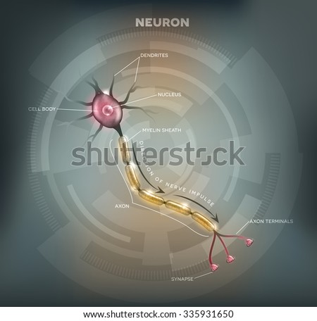 Diagram of the Neuron, that is the main part of the nervous system.