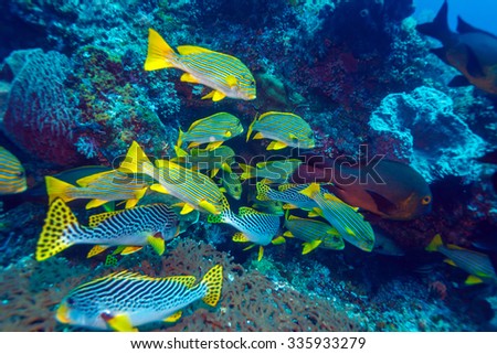 Underwater Landscape with Sweetlips Fishes near Tropical Coral Reef, Bali, Indonesia