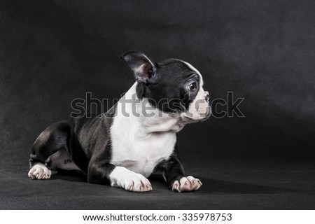 Boston Terrier on a black background
