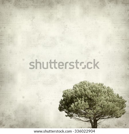 textured old paper background with Pinus pinea tree