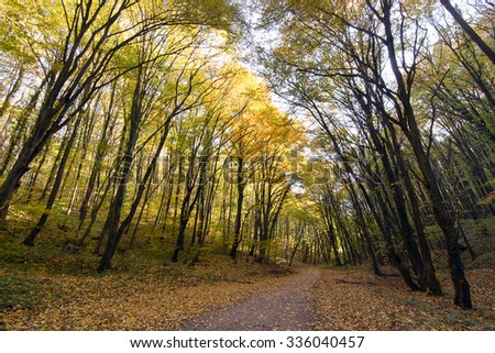 Forest Path Autumn Forest with Leafs Changing Color
Pathway through the autumn forest