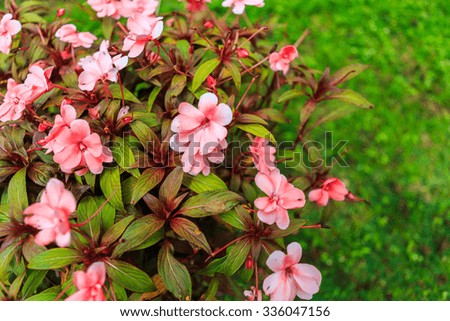 Beautiful small flower and green plant in garden