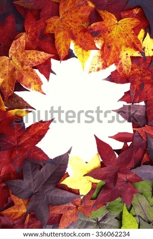 colorful picture frame of maple leaves
