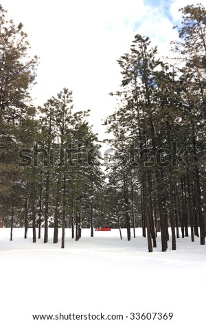 Winter Trails in Pine Trees Forest