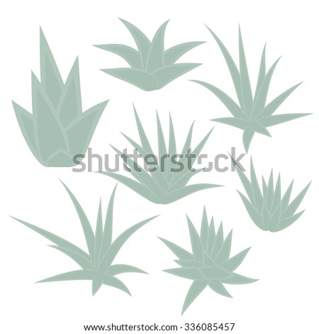 Aloe vera, succulent plant, flower set isolated on white background. Vector illustration.