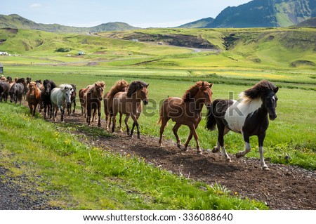 Icelandic horses galloping down a road, rural landscape, Iceland Royalty-Free Stock Photo #336088640